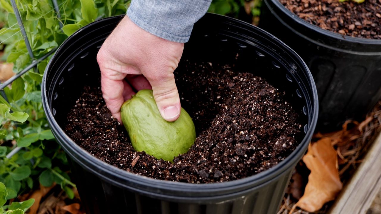 Get It Growing: How to grow mirlitons, a part of Louisiana’s culinary culture